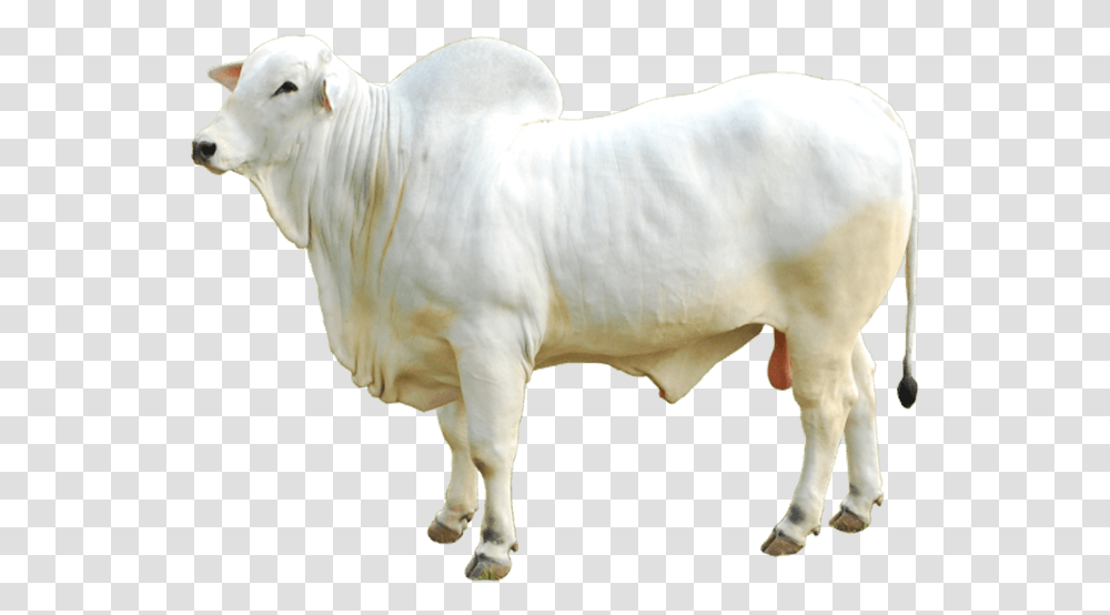 Boi Nelore, Bull, Mammal, Animal, Ox Transparent Png