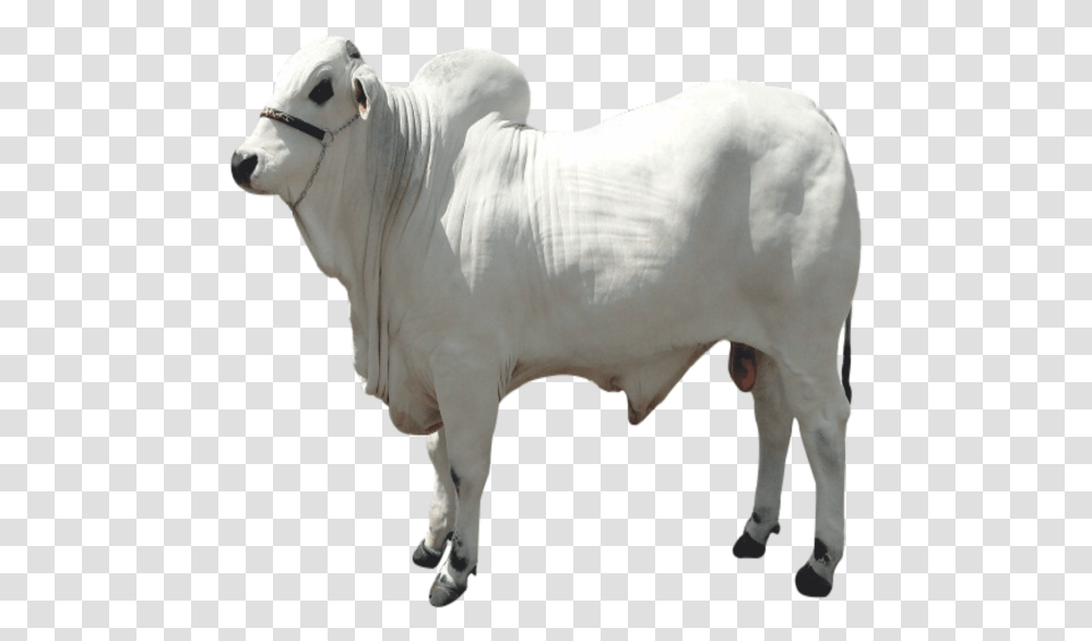 Boivit - Animal Boi, Bull, Mammal, Ox, Cattle Transparent Png