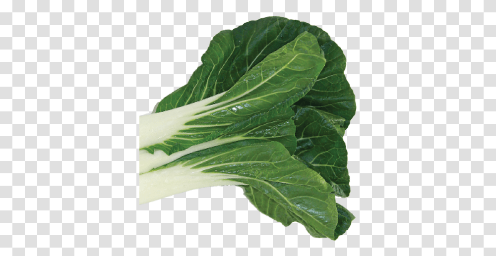 Bok Choy, Plant, Vegetable, Food, Leaf Transparent Png