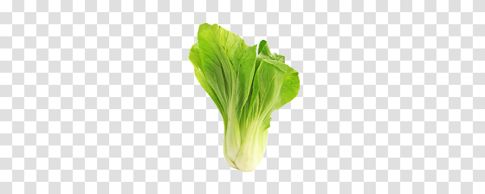 Bokchoy Food, Plant, Vegetable, Cabbage Transparent Png