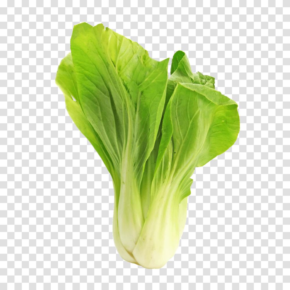 Bokchoy Food, Plant, Vegetable, Lettuce Transparent Png