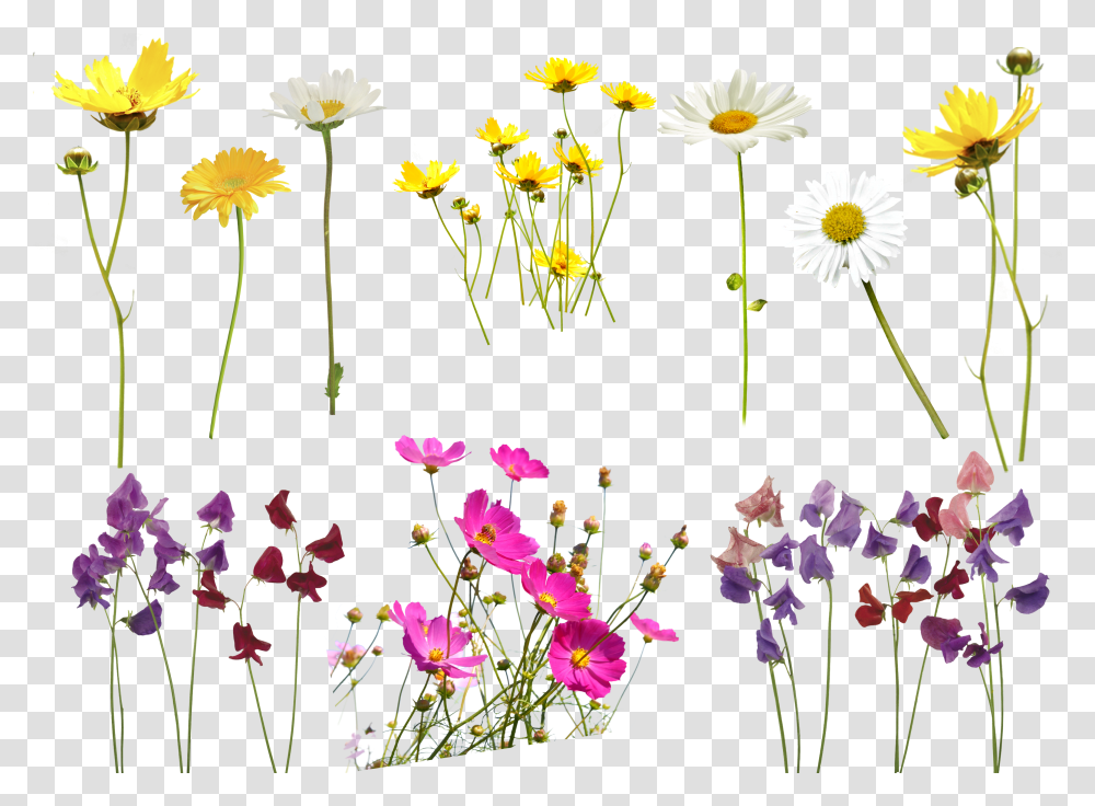 Bokeh Overlay Flower For Photoshop Background Transparent Png