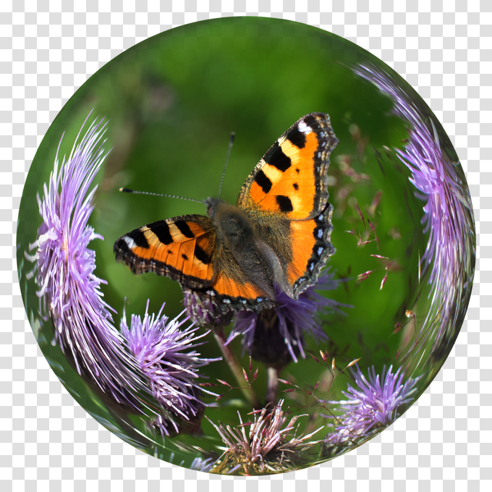 Bola De Cristal Bola Mariposa Carey Cardo Butterfly In A Glass Ball, Honey Bee, Insect, Invertebrate, Animal Transparent Png
