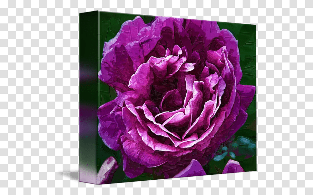 Bold Purple Rose Bloom By Kirt Tisdale Hybrid Tea Rose, Plant, Flower, Blossom, Peony Transparent Png