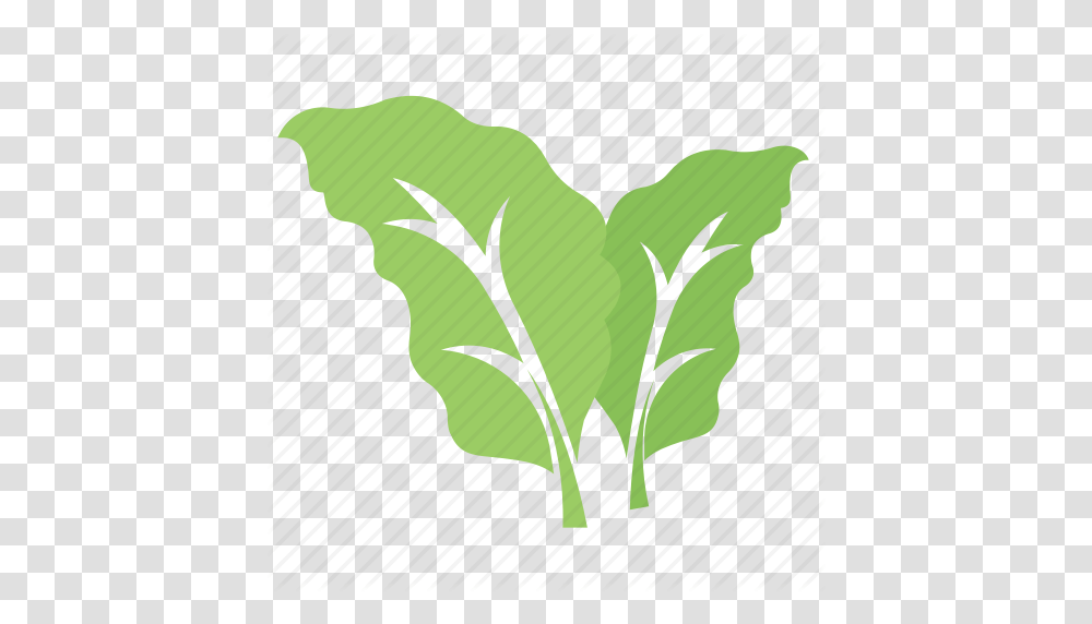 Bolleana Poplar Leaves Foliage Green Leaves Leaves Tree Leaf Icon, Plant, Vegetable, Food, Tobacco Transparent Png