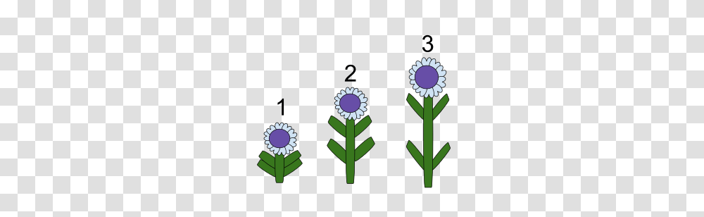 Bolting, Flower, Plant, Daisy, Purple Transparent Png