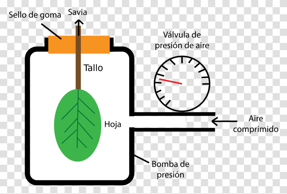 Bomba Pressure Bomb Leaf Water Potential, Plot, Diagram, Outdoors Transparent Png