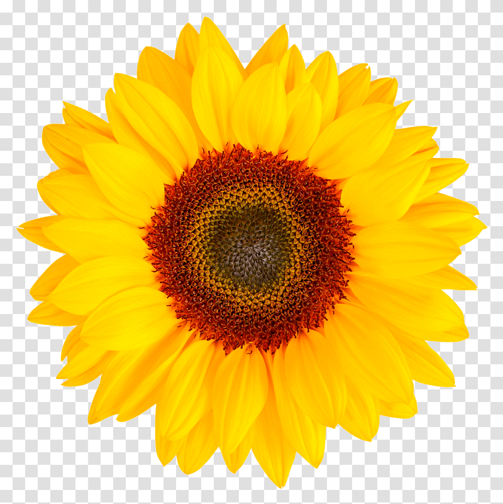 Bombardier In Dry Land And Irrigated Sunflower Herbal Flowers, Plant, Blossom, Daisy, Daisies Transparent Png