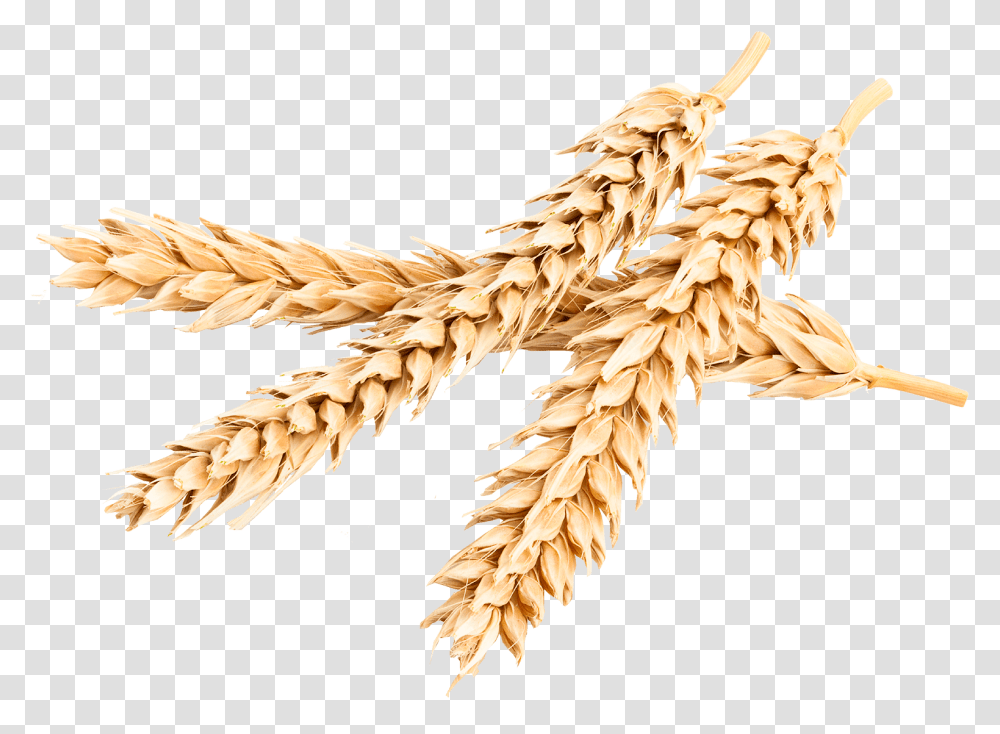 Bombardier Protein Khorasan Wheat, Plant, Vegetable, Food, Bird Transparent Png