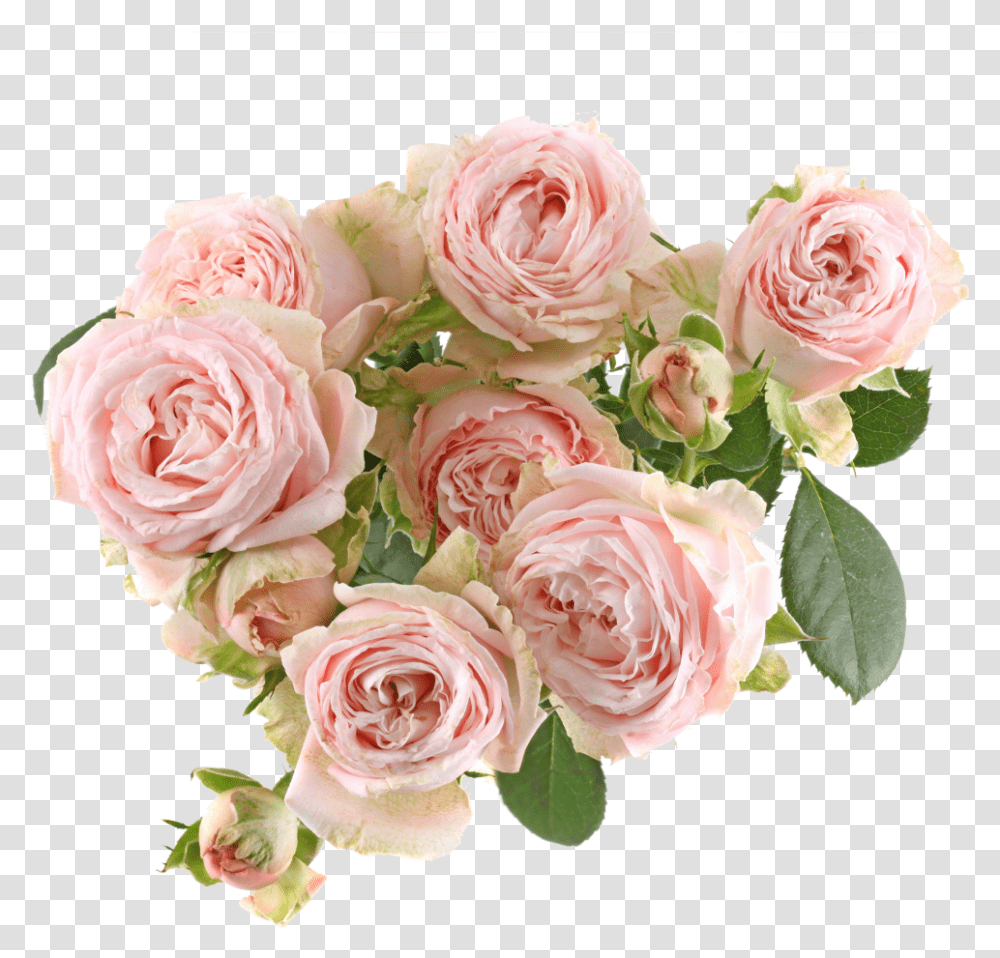 Bombastic Rose, Plant, Flower, Blossom, Flower Bouquet Transparent Png