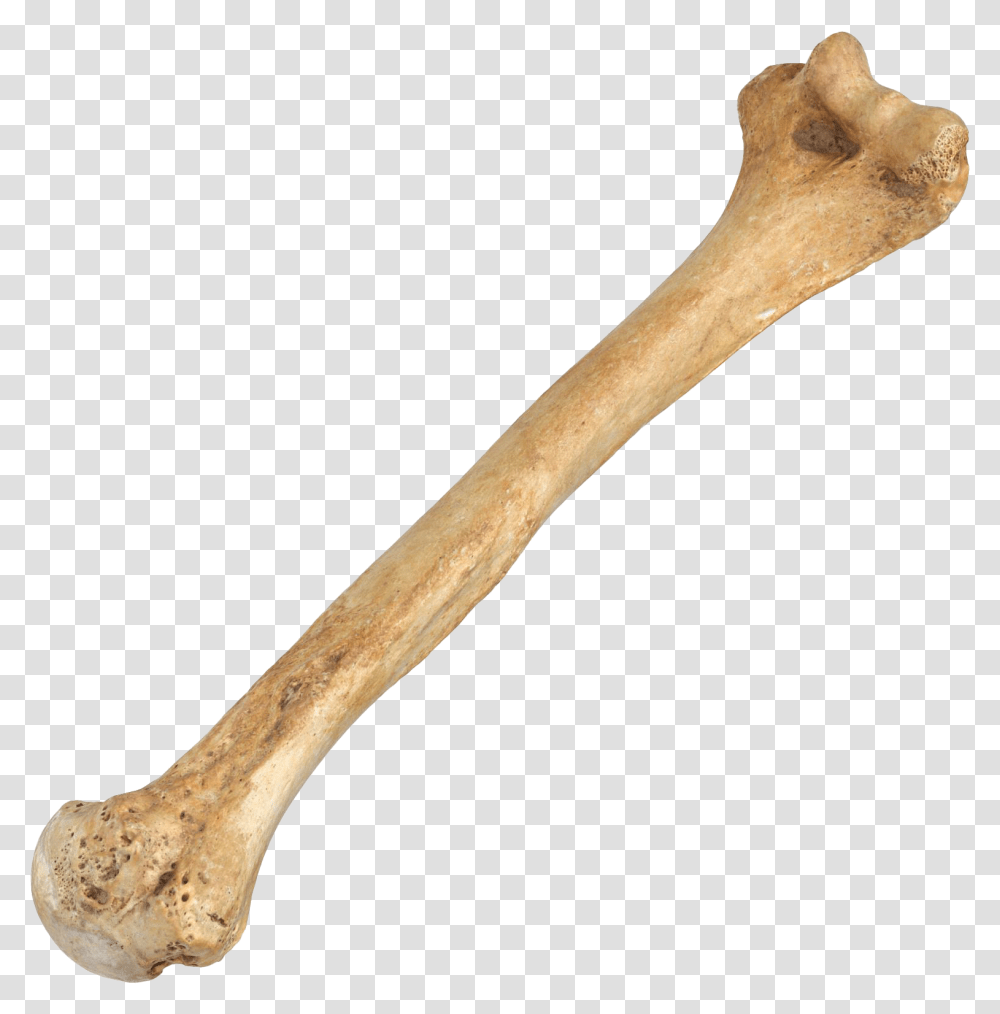 Bone, Axe, Tool, Cutlery, Spoon Transparent Png