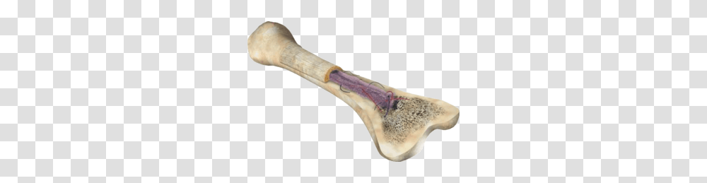 Bone, Axe, Tool, Hammer Transparent Png