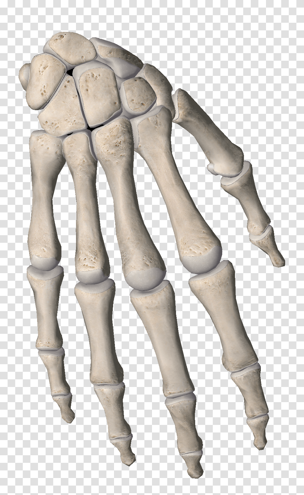 Bone Bones Phalanges Fingers Hand Hands Skeleton Bone, Person Transparent Png