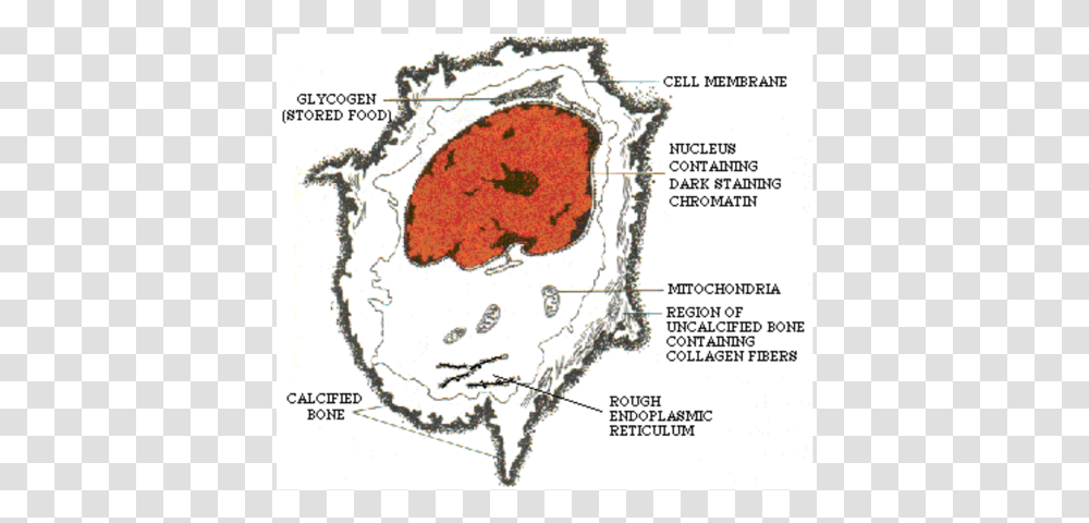 Bone Cell Diagram, Plot, Plan, Nature Transparent Png