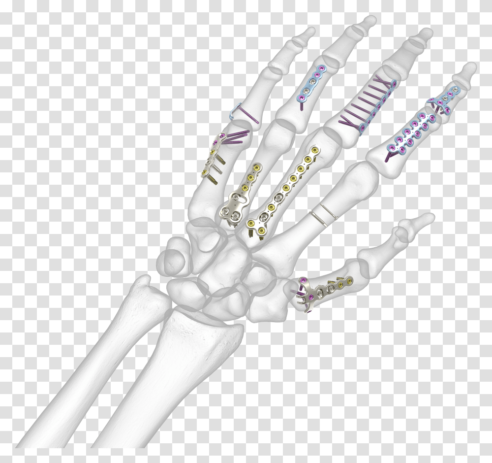 Bone Hand, Person, Human, Claw, Hook Transparent Png