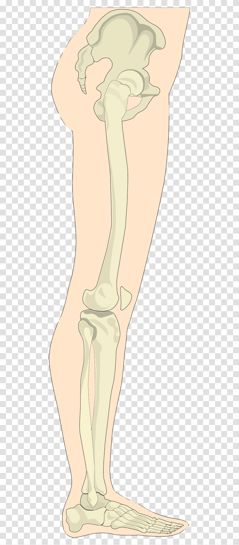 Bone, Heel, Apparel, Ankle Transparent Png