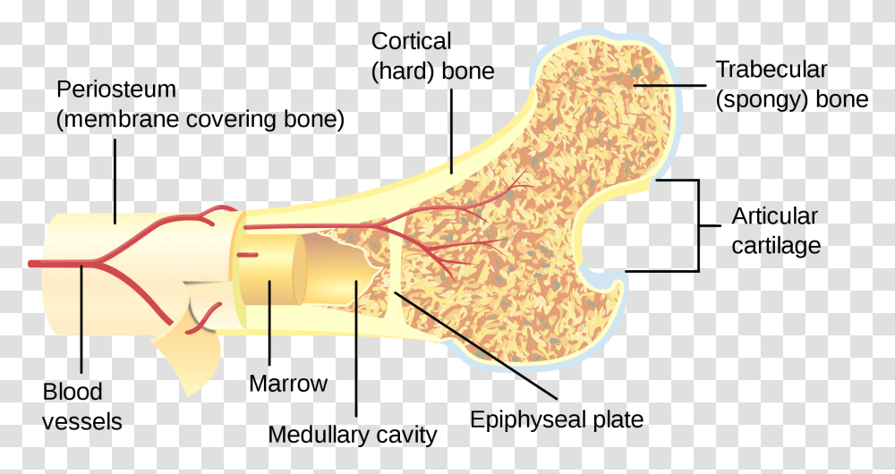 Bone Marrow Made, Axe, Tool, Leisure Activities, Stomach Transparent Png