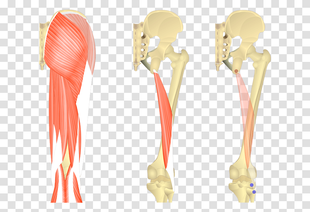 Bone, Skeleton, Neck, Shoulder, Hip Transparent Png