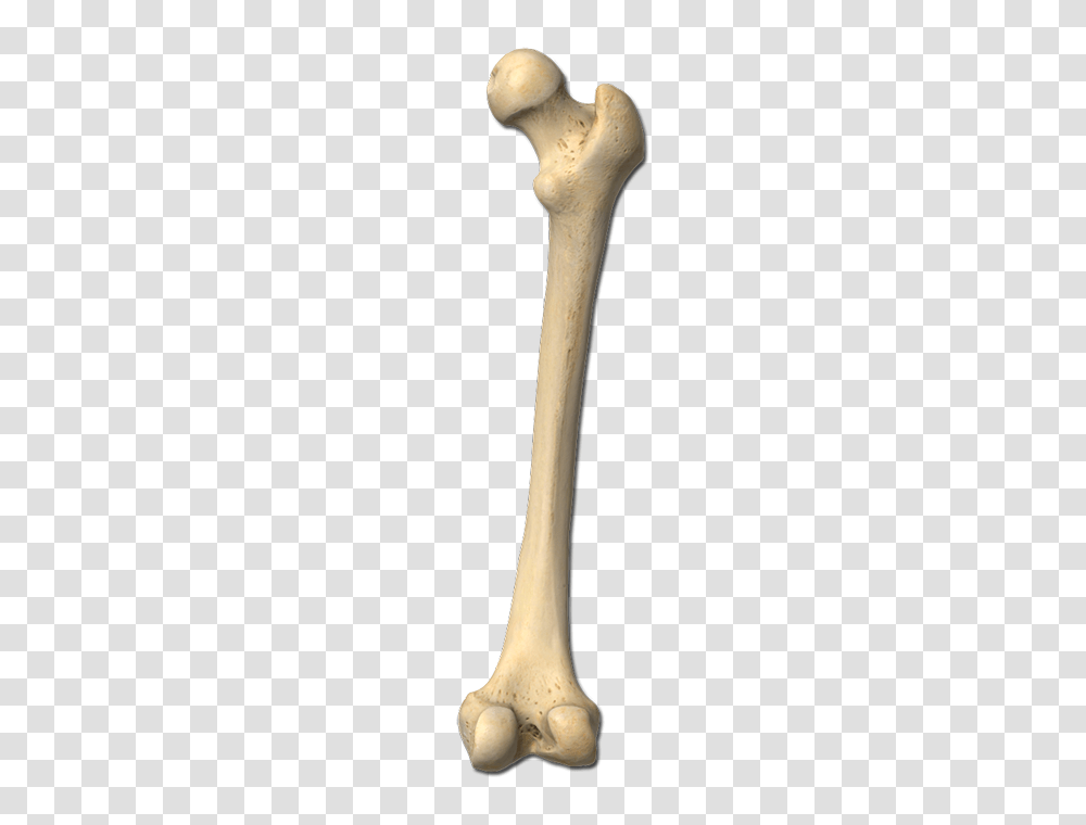 Bone, Skeleton Transparent Png