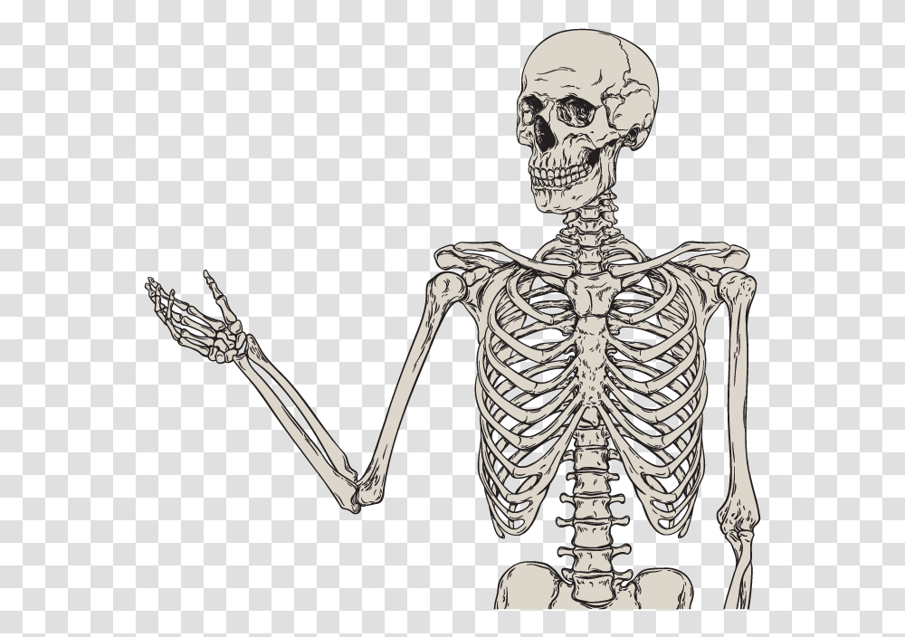 Bone Trivia Bone Orthopedic, Skeleton, Person, Human Transparent Png