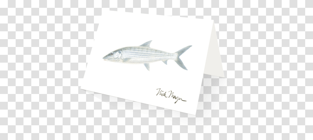 Bonefish Boxed Cards Cypriniformes, Mullet Fish, Sea Life, Animal, Herring Transparent Png