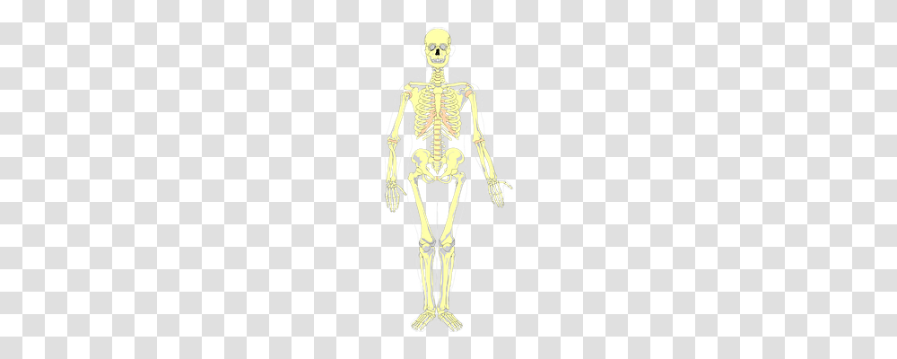 Bones Technology, Skeleton, Person, Human Transparent Png