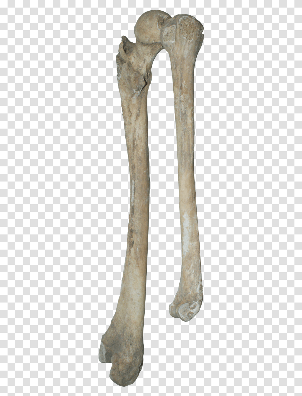 Bones Clipart Bones, Tool, Stick, Axe, Ivory Transparent Png