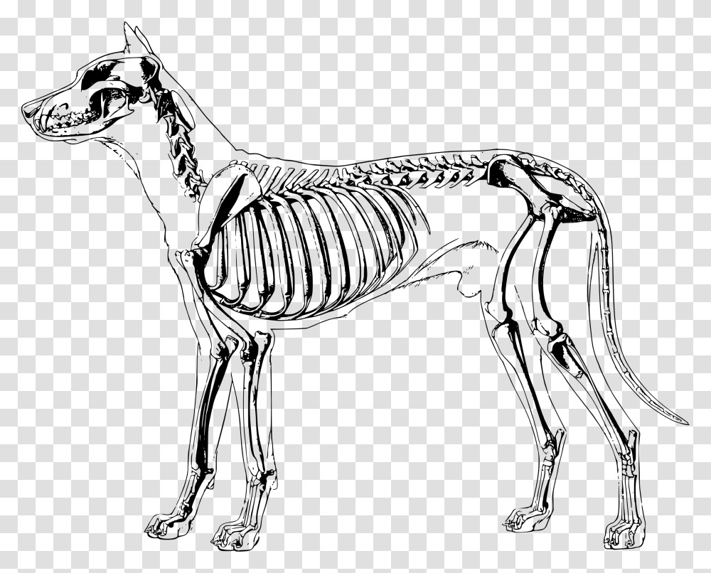 Bones Clipart Sketch Dog Dog Skeleton Anatomy, Gray, World Of Warcraft Transparent Png