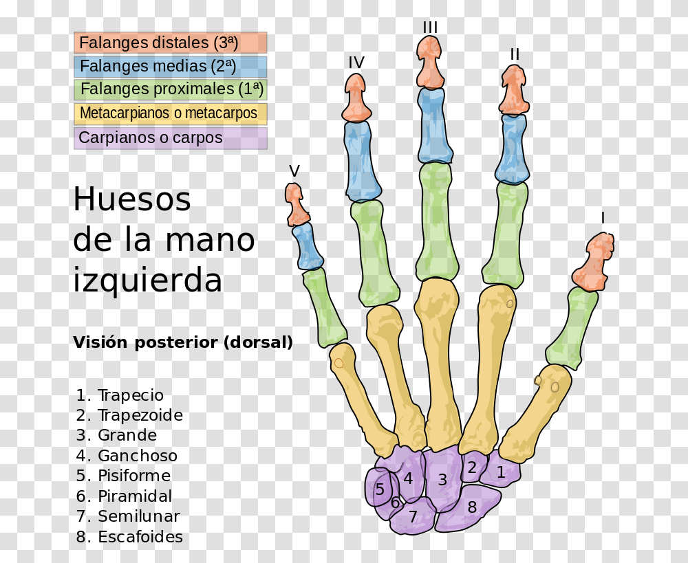 Bones Of The Hand, Chess, Game Transparent Png