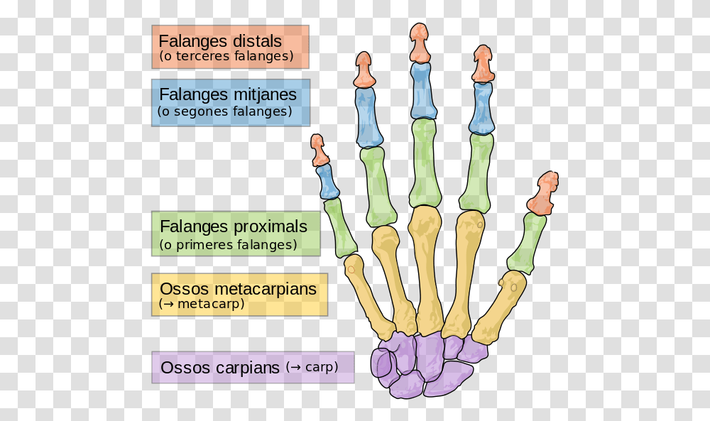 Bones Of The Hand, Chess, Word, Purple Transparent Png