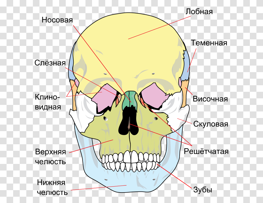 Bones Of The Skull Front, Head, Helmet, Apparel Transparent Png