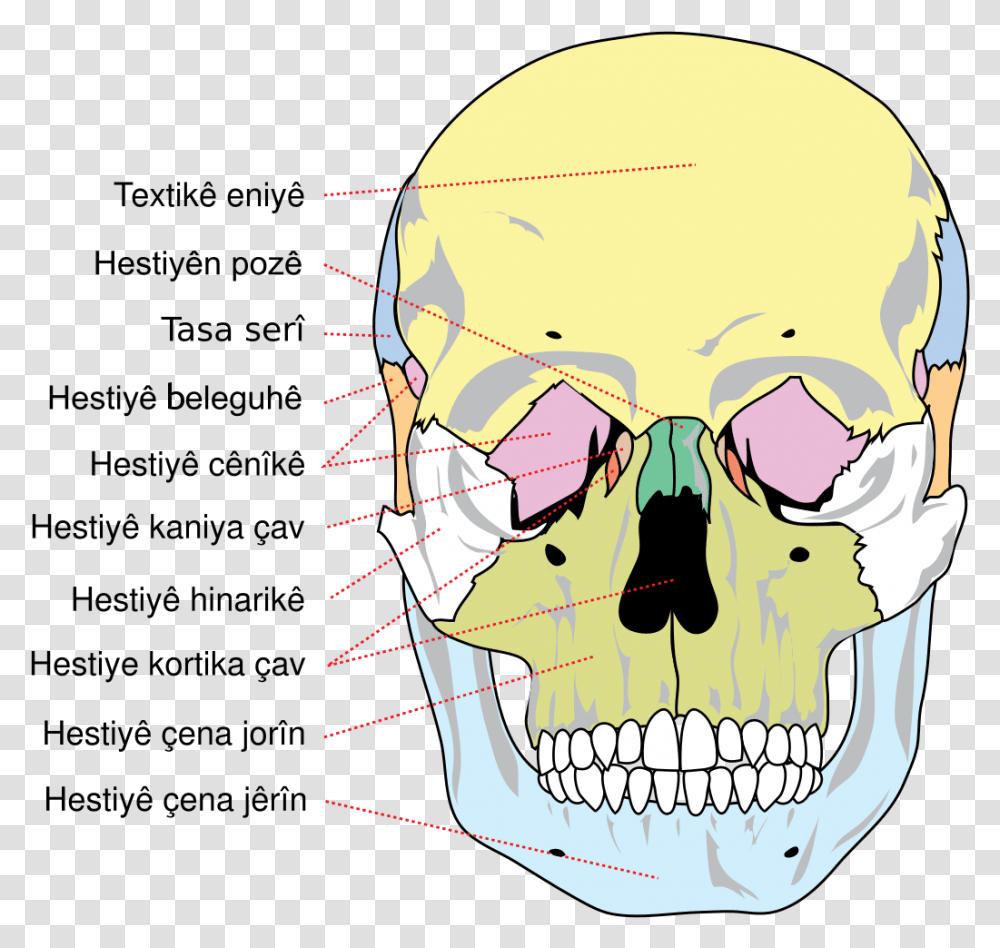 Bones Of The Skull, Jaw, Head, Teeth, Mouth Transparent Png