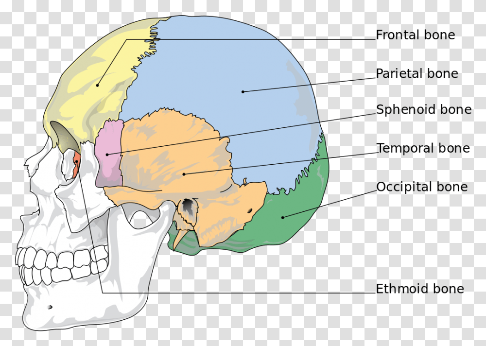 Bones Of The Skull, Outer Space, Astronomy, Universe, Planet Transparent Png