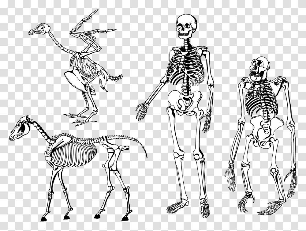 Bones Skeleton Vector Animal And Human Bones, Person, Antelope, Wildlife, Mammal Transparent Png