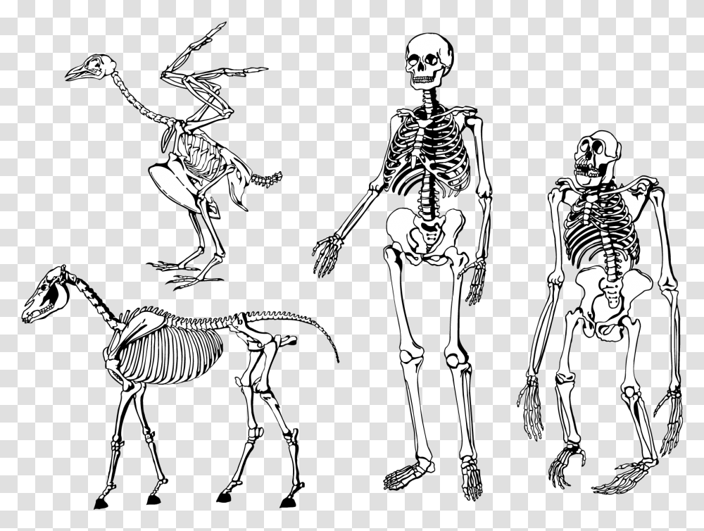 Bones Skeleton Vector Download Human And Animal Skeleton, Person Transparent Png