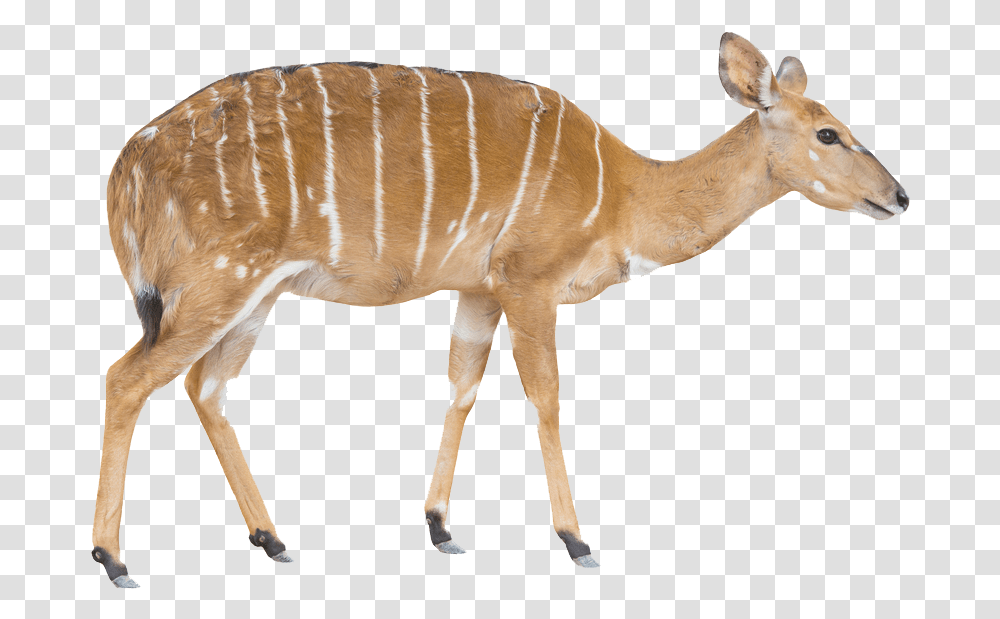 Bongo, Wildlife, Mammal, Animal, Antelope Transparent Png