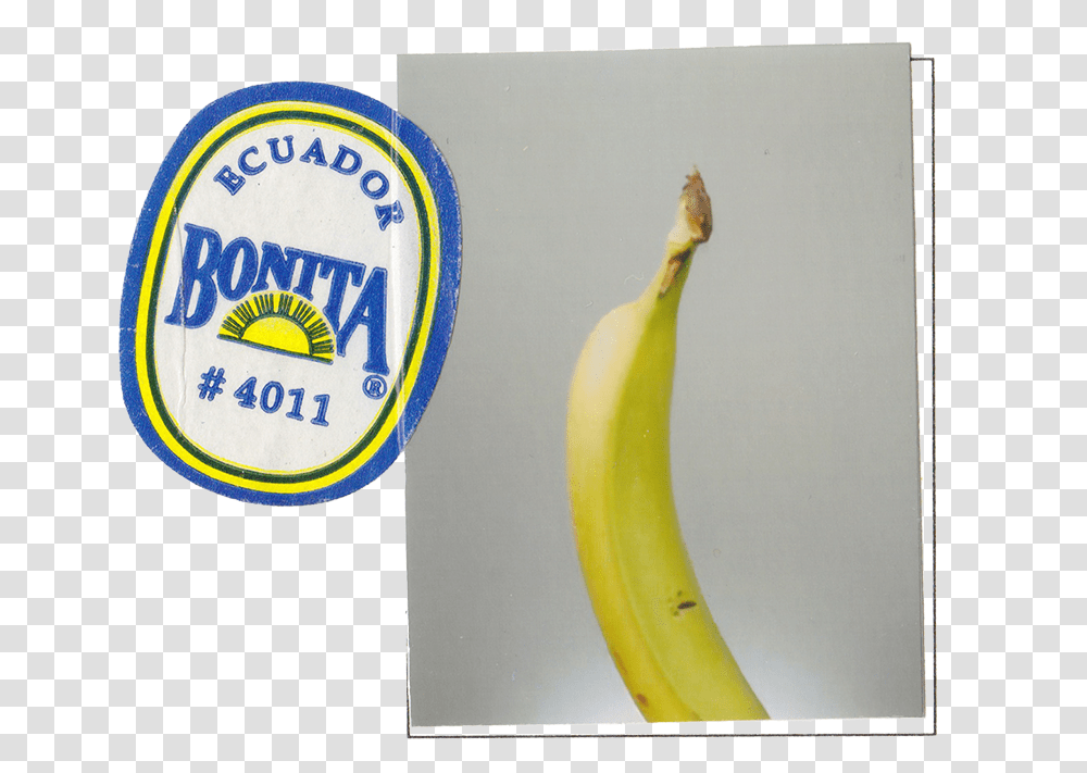 Bonita Bananas, Fruit, Plant, Food Transparent Png