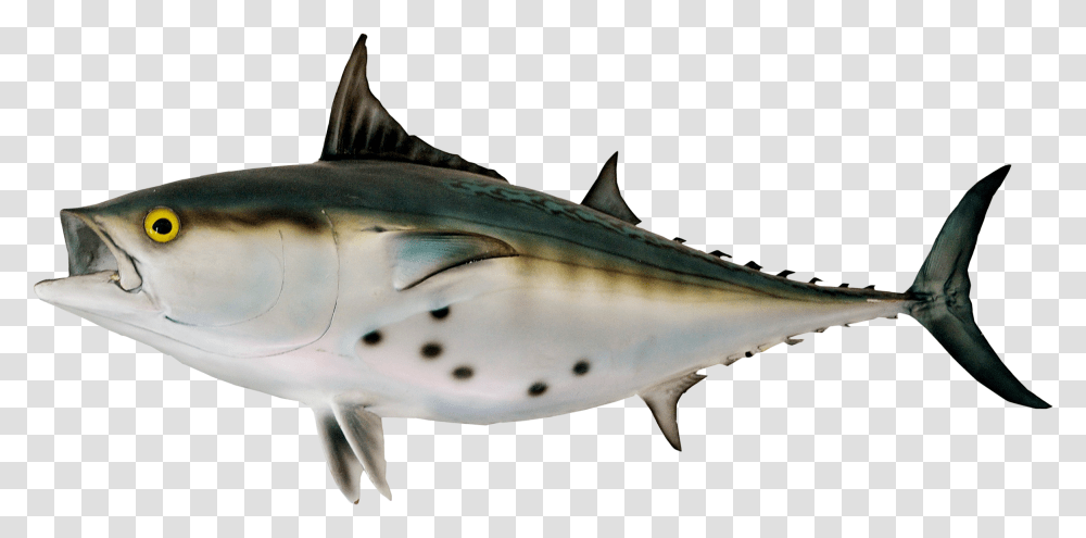 Bonito Fish, Tuna, Sea Life, Animal, Shark Transparent Png