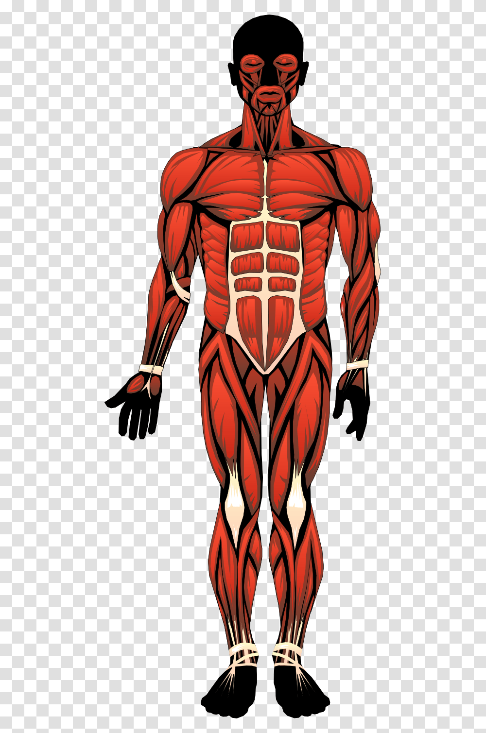 Bonito Human Anatomy Ideas Location Of The Major Muscles, Person, Alien Transparent Png