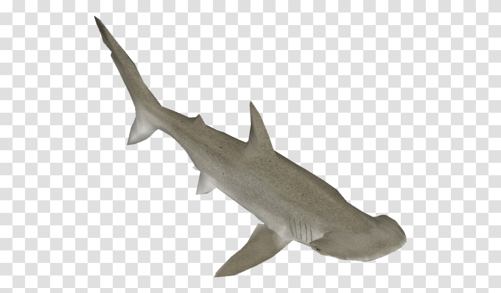 Bonnethead Shark Bronze Hammerhead Shark, Sea Life, Fish, Animal, Great White Shark Transparent Png