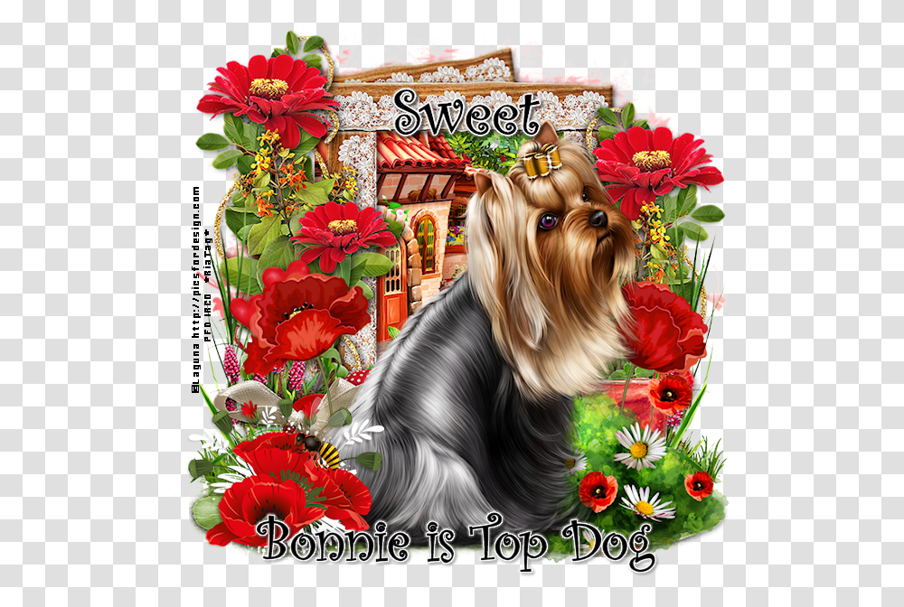 Bonnie Is Top Dog Sw Yorkshire Terrier, Pet, Canine Transparent Png