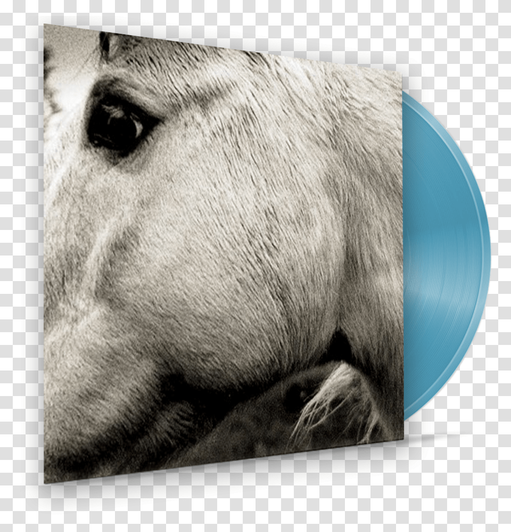 Bonny Light Horseman Album, Mammal, Animal, Wildlife, Bear Transparent Png
