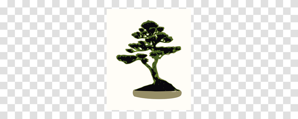 Bonsai Tree, Plant, Pottery, Potted Plant Transparent Png