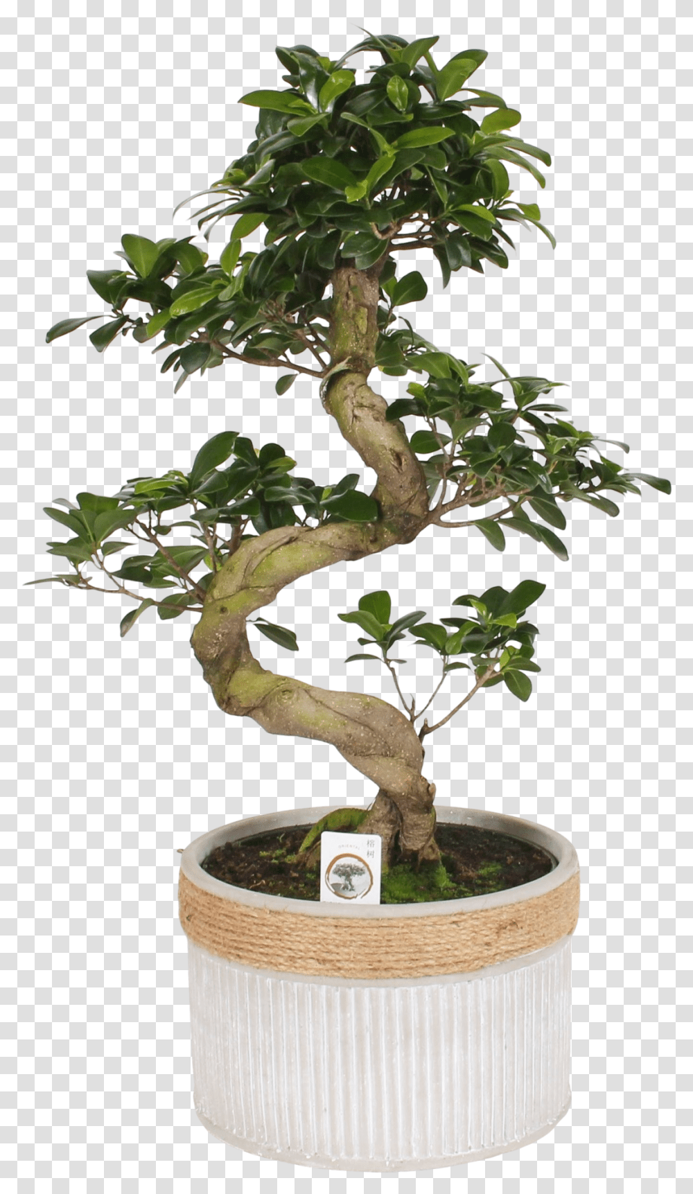 Bonsai Ficus Ginseng S Shape Sageretia Theezans, Potted Plant, Vase, Jar, Pottery Transparent Png