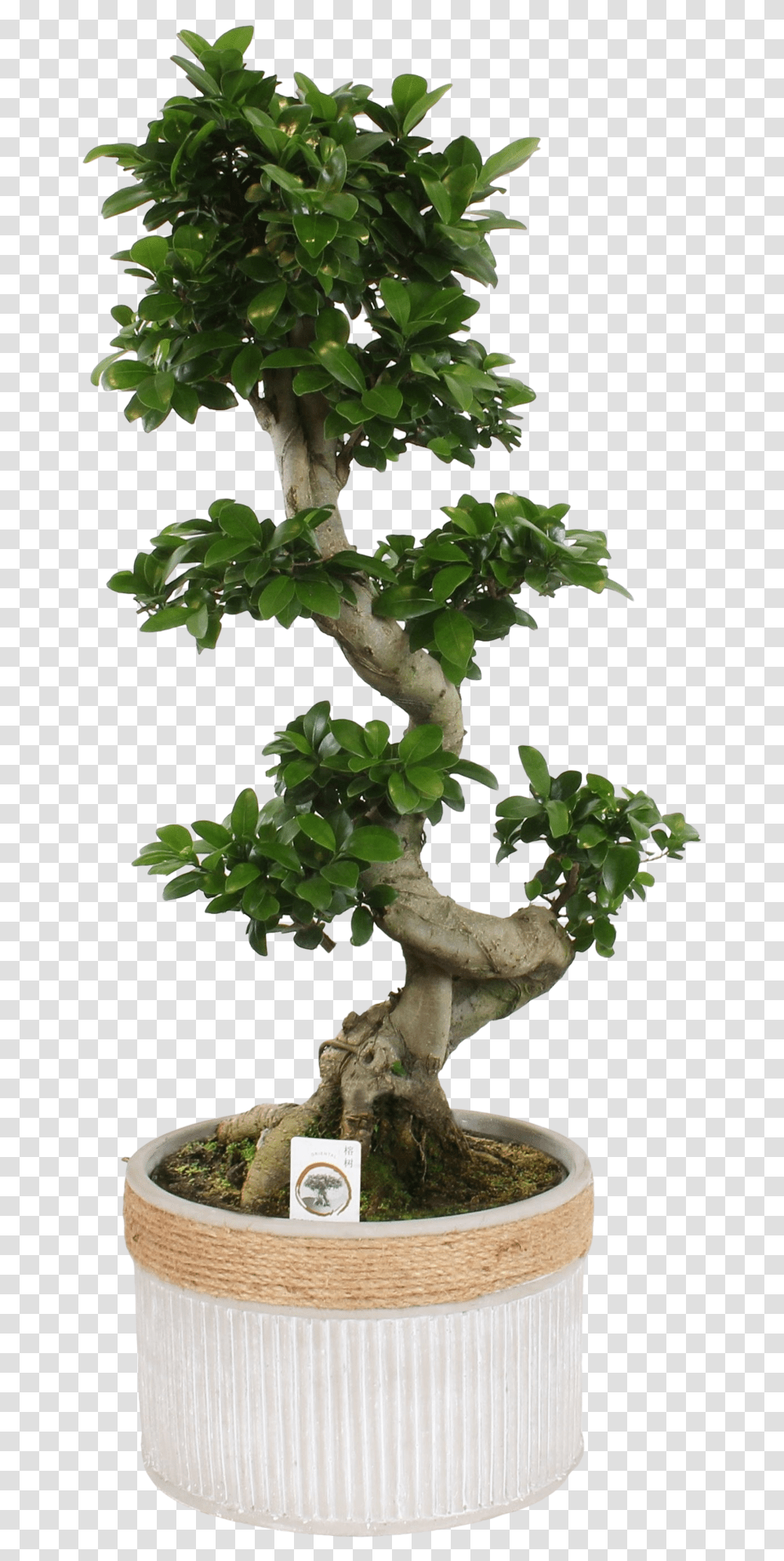 Bonsai Ginseng S S Shape Ficus Bonsai, Tree, Plant, Potted Plant, Vase Transparent Png