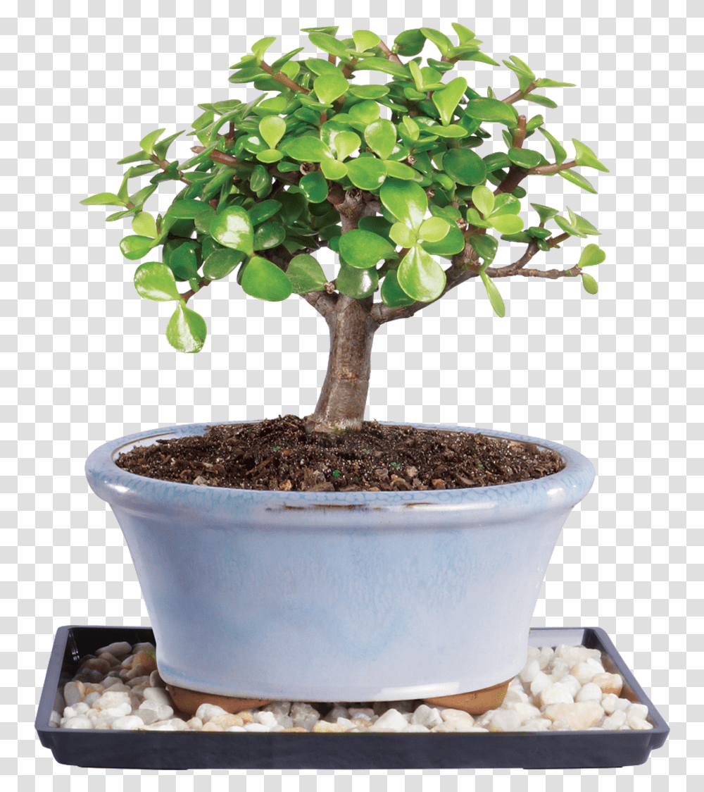 Bonsai Jade Tree Image Bonsai Tree Jade Plant, Potted Plant, Vase, Jar, Pottery Transparent Png