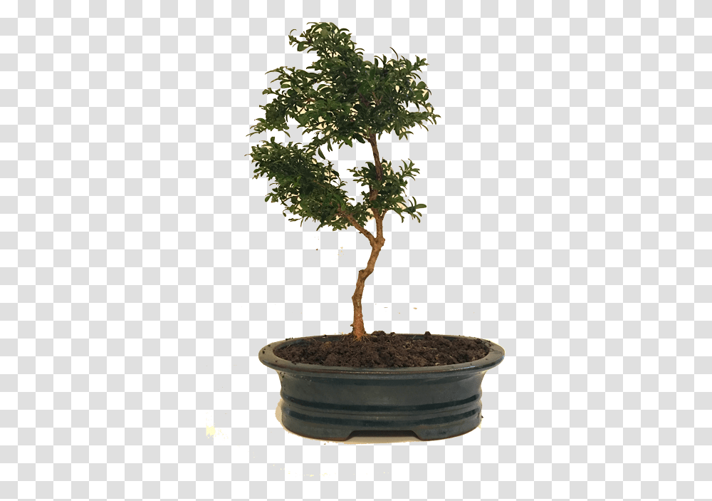 Bonsai Large Bonsai, Tree, Plant, Potted Plant, Vase Transparent Png