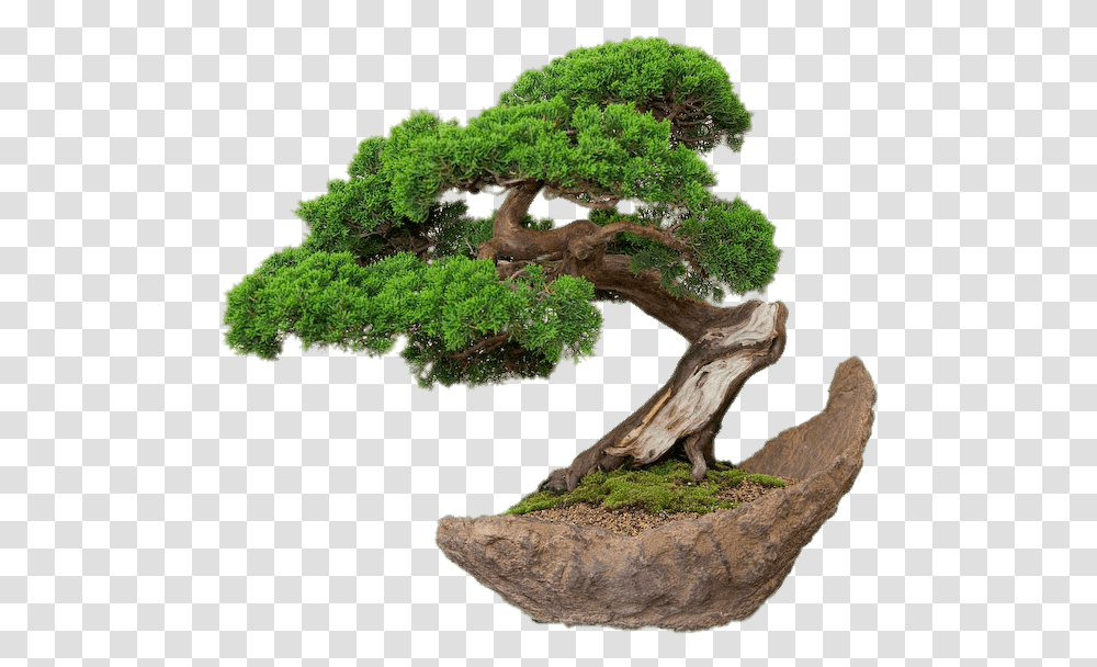 Bonsai On Stone Plate Bonsai, Potted Plant, Vase, Jar, Pottery Transparent Png