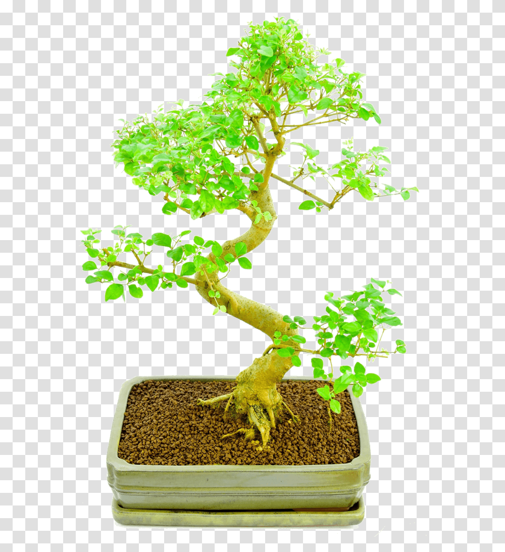 Bonsai Plants Online Sageretia Theezans, Potted Plant, Vase, Jar, Pottery Transparent Png