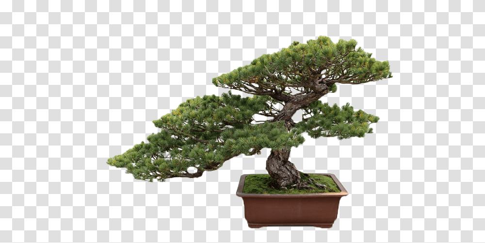 Bonsai Tree 4 Image Bonsai Tree, Potted Plant, Vase, Jar, Pottery Transparent Png